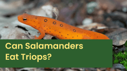 Can Salamanders Eat Triops?